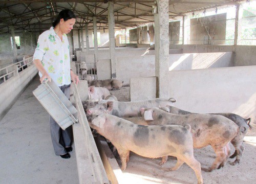 Bắc Ninh: Nông dân ở đây lập trang trại nuôi con gì, trồng cây gì mà có doanh thu 1.100 tỷ đồng?