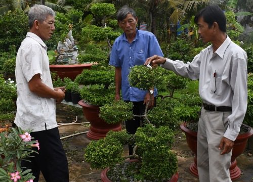 Cà Mau: Trồng các loại cây cảnh này trong vườn, rảnh thì cắt tỉa, uốn lượn, bất ngờ có ngày giàu có lên