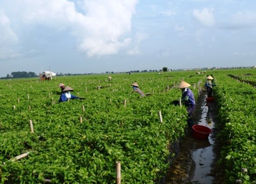 Hải Dương: Trồng thứ cây dây bò tứ phía, hái hoa mỏi tay, bán chạy như tôm tươi