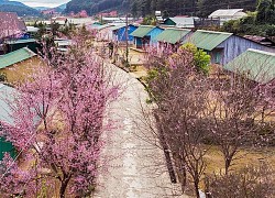 Hoa Mai anh đào bừng nở khắp buôn làng K'Ho đẹp nao lòng