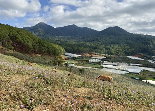 Leo núi Langbiang theo con đường mòn hoang sơ