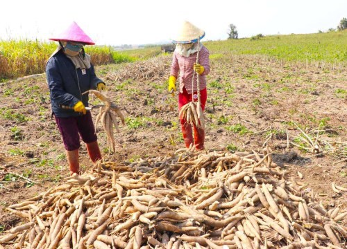 Trung Quốc mua đến 93% lượng nông sản này của Việt Nam nhưng chỉ bằng 1/3 lượng mua của Thái Lan