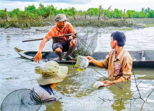 Cà Mau: Cá nâu là cá gì mà đem kho với trái giác thành đặc sản bất bại, già trẻ đều mê tít?