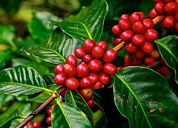 Giá cà phê hôm nay 4/12: 4 ngày tăng đẩy Robusta sát mốc 2.400 USD/tấn, trong nước hơn 42.000 đồng/kg