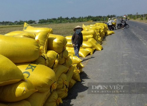 Giá phân bón vượt mốc kỷ lục 1 triệu đồng/bao: Dùng phân bón hữu cơ thay thế được không? (bài 2)