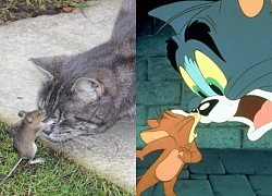 Hài hước phiên bản Tom và Jerry ngoài đời thực