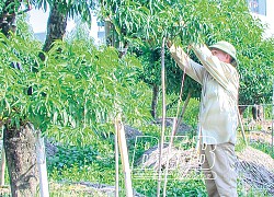 Thái Bình: Những nông dân tỷ phú, có nông dân trồng cây cảnh, nuôi gà giống ngoại mà giàu hẳn lên