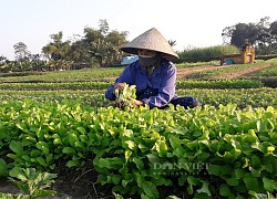 Thái Nguyên: HTX trồng toàn rau sạch, dịch Covid-19 bán vẫn đắt hàng, thậm chí phải từ chối đơn