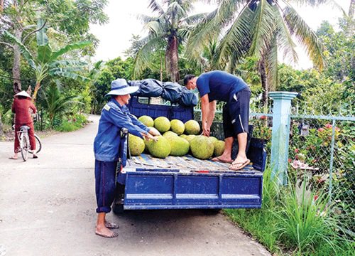 Thu hoạch 142.238 tấn trái cây