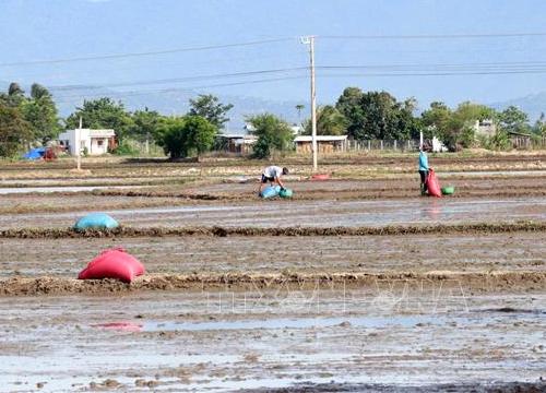 Chủ động phương án nâng cao hiệu quả sản xuất vụ Đông Xuân