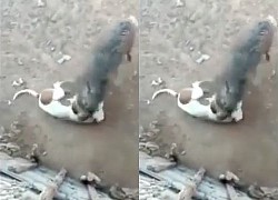 Clip: Bị chó Pitbull truy sát, lợn rừng quay lại phản đòn và cái kết