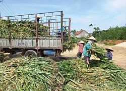 Giải pháp thu hút nông dân vào hợp tác xã