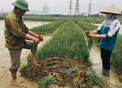 "Kho vàng" hàng chục nghìn tỷ nằm ngoài đồng, nông dân miền Bắc lo tìm nơi tiêu thụ