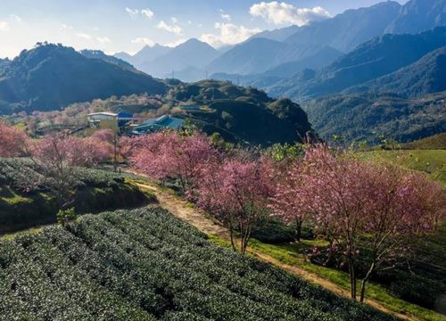 Lên Sa Pa săn mây, ngắm hoa anh đào