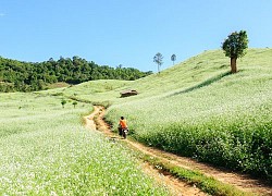 Mộc Châu tháng 12: từ mùa dã quỳ rực rỡ, mùa cải trắng và mận tinh khôi cho tới mùa cam, hồng trĩu quả