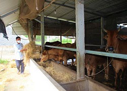 Nuôi bò vỗ béo, con nào cũng to bự, trơn lông đỏ da, nông dân tỉnh Long An nhà nào nuôi nhà đó khá giả