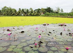 Trang trại nuôi ốc bươu đen hữu cơ của anh nông dân Cần Thơ đẹp như phim, nhiều người muốn kéo đến xem