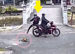 Clip: Cận cảnh màn trộm chó nhanh như chớp ngay giữa ban ngày