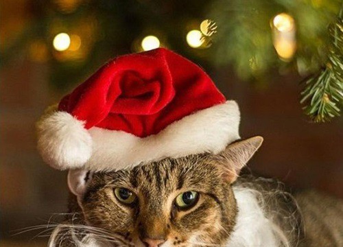 Diện đồ Giáng sinh siêu đáng yêu cho bé mèo cưng hòa chung không ...