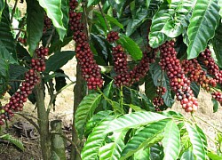 Giá cà phê hôm nay 10/12, Robusta tiếp tục thất thường, arabica lao dốc mạnh, tiêu thụ cà phê toàn cầu vẫn tăng