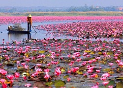 Khám phá hồ hoa súng ở Thái Lan nơi có cảnh đẹp tựa 'thiên đường chốn hạ giới'