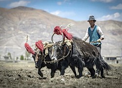 Người Tây Tạng mang 'siêu năng lực' từ một loài người khác?