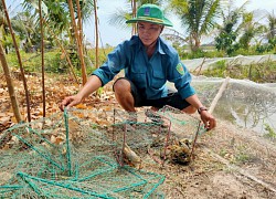 Nuôi cua biển hai giai đoạn mang lại hiệu quả kinh tế cao ở Cà Mau