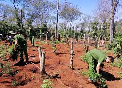 Trồng cây cần sa và tàng trữ trái phép cần sa khô sẽ bị xử lý như thế nào?