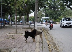 Chó chạy vụt sang đường gây tai nạn, hành động trước đó của cô gái gây bức xúc