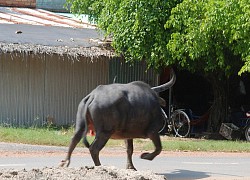 Cụ ông bị trâu "điên" tấn công hung hãn, thái độ sau đó khiến tất cả bất ngờ