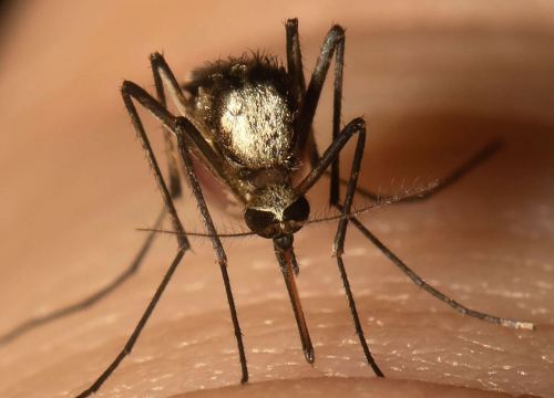 Cuba: Phát hiện muỗi Aedes vittatus có thể truyền bệnh sốt xuất huyết