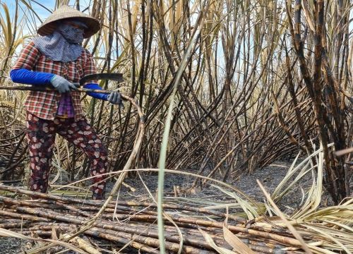 Đáng báo động tình trạng mía cháy-nỗi ám ảnh của nông dân trồng mía ở tỉnh Tây Ninh