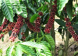 Giá cà phê hôm nay 15/12, Một năm khó khăn đối với cà phê Brazil, robusta được dự báo còn tăng mạnh