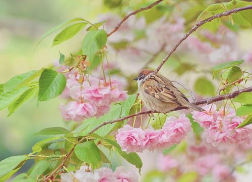 Gia đình có con giáp này, năm Nhâm Dần đón điềm lành, niềm vui trải rộng