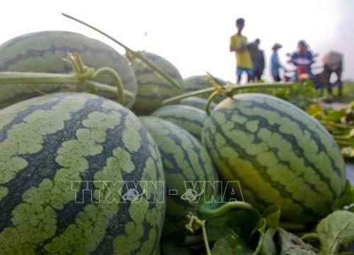 Tăng hiệu quả sản xuất cung ứng cho thị trường Tết