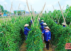 Thanh Hóa tăng cường sự lãnh đạo của Đảng về công tác đảm bảo vệ sinh an toàn thực phẩm