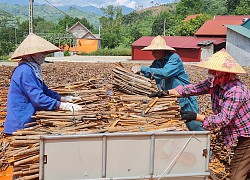 Việt Nam có một "kho báu" lớn thứ 3 thế giới, là thứ gì mà cả Mỹ, Trung Quốc ưa chuộng?