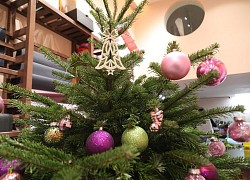 Khách 'xộp' chi trăm triệu mua cây thông nhập khẩu từ Đan Mạch chơi Noel