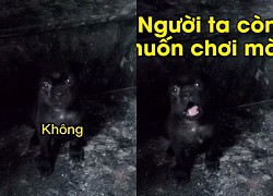 Chó con cãi tay đôi với cô chủ không chịu đi ngủ