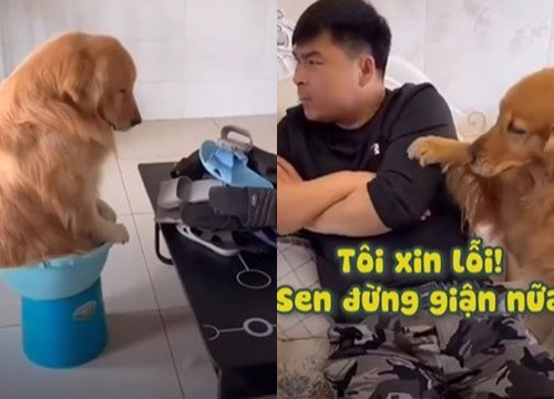 Chú chó xin lỗi sen rối rít vì cắn dép