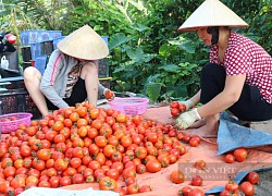 Giá cà chua tăng sốc, có phải do Trung Quốc "siết" xuất nhập khẩu nên khan hàng?