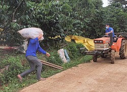 Giá cà phê Robusta cao nhất là 41.100 đồng/kg, thanh niên Lâm Đồng phải rủ nhau hái cà "vần công", vì sao vậy?