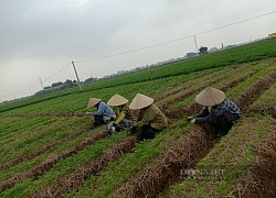 Hải Dương: Trồng rau gì mà cây đều tăm tắp, củ đỏ như son, thương lái xuống tận ruộng "cân tất"?