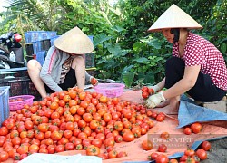 Hải Phòng: Giá cà chua đột nhiên tăng chóng mặt, bà nội trợ choáng váng không rõ nguyên nhân