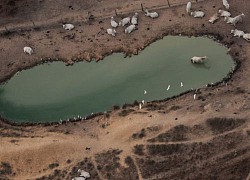 Hàng loạt siêu thị châu Âu tẩy chay thịt bò Brazil