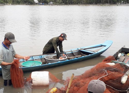 Hậu Giang: Hết lũ, nông dân tất bật bắt hàng tấn cá ruộng, vì sao bán giá rẻ nhưng vẫn có lời?