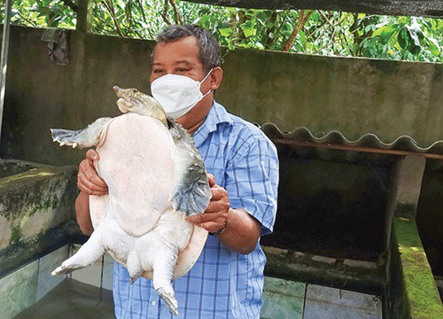 Nuôi loài bò sát đặc sản bê lên rất nặng, cứ bán một con to nông dân này ở Cần Thơ thu hàng triệu đồng