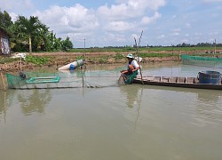 Nuôi loài cá hay đào hang hốc, ông nông dân tỉnh An Giang bắt bán 240.000 đồng/ký