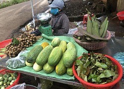 Rau rừng dân dã ở Đắk Lắk đếm không xuể, nhưng có 1 loài rau rừng đặc sản được giới sành ăn hay săn lùng