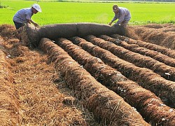 156 triệu tấn &#8220;rác&#8221; nông nghiệp có thể hóa vàng nhờ cách làm này